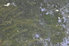 Potamogeton trichoides
