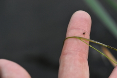 Potamogeton trichoides