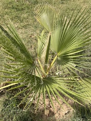 Washingtonia robusta