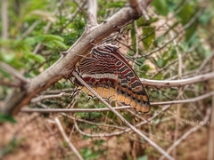 Charaxes epijasius