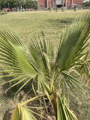 Washingtonia robusta