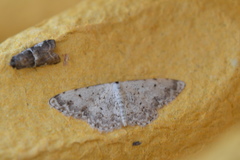 Scopula vigilata