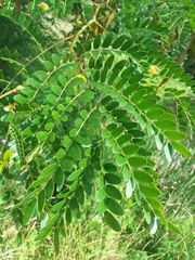 Gleditsia triacanthos inermis