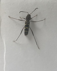 Neoclytus acuminatus