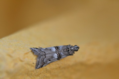 Acrobasis romanella
