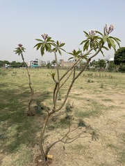 Plumeria rubra