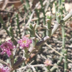 Ruschia uncinata