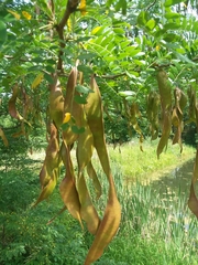 Gleditsia triacanthos inermis