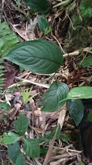 Rhynchoglossum