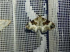 Epirrhoe rivata