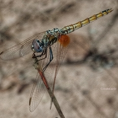 Trithemis kalula