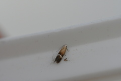 Aproaerema polychromella