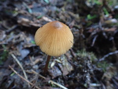 Entoloma aromaticum