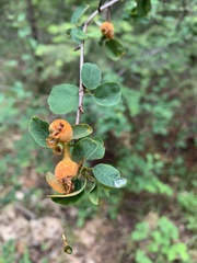 Gymnotelium blasdaleanum