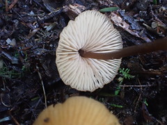 Entoloma aromaticum