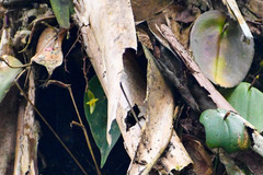Pleurothallis prolaticollaris