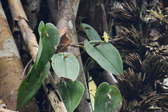 Pleurothallis prolaticollaris