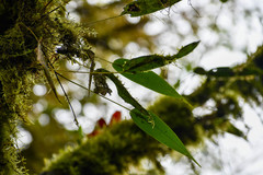 Pleurothallis dibolia