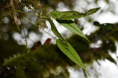 Pleurothallis dibolia