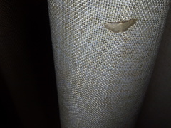 Idaea politaria