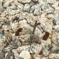 Brachythemis impartita