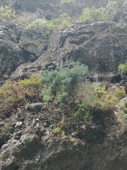 Asparagus umbellatus subsp. lowei image