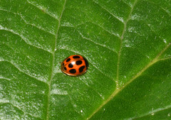 Zagreus decempunctatus