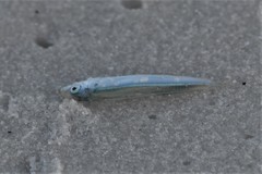 Atherinomorus stipes