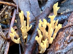 Ramaria lorithamnus