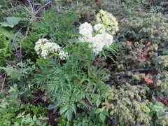 Molopospermum peloponnesiacum