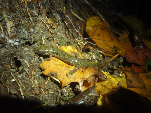 Desmognathus monticola