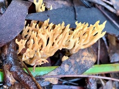 Ramaria lorithamnus