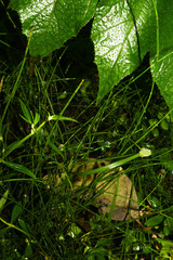Equisetum bogotense
