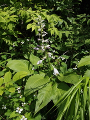 Hosta sieboldiana