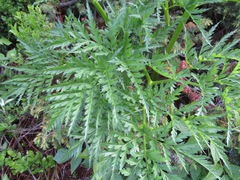 Molopospermum peloponnesiacum