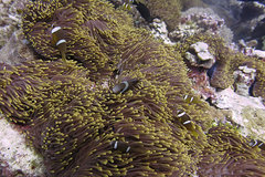 Amphiprion chagosensis
