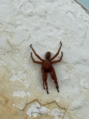 Myrmekiaphila comstocki