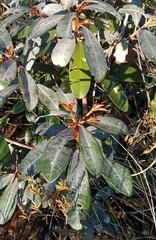 Englerophytum magalismontanum