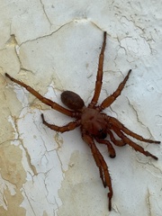 Myrmekiaphila comstocki