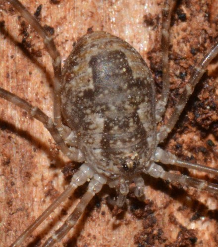 Leptobunus parvulus