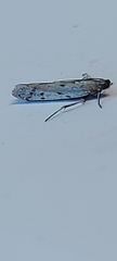 Phycitodes binaevella
