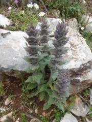Ajuga orientalis