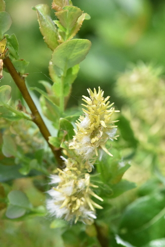 Image of Salix starkeana by (c) Марина Садыкова, some rights reserved (CC BY)