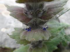 Ajuga orientalis
