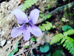 Viola grypoceras