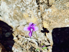 Viola mandshurica