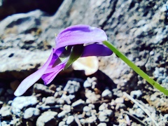 Viola mandshurica