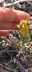 Castilleja arachnoidea