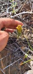 Castilleja arachnoidea