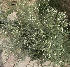 Parthenium hysterophorus